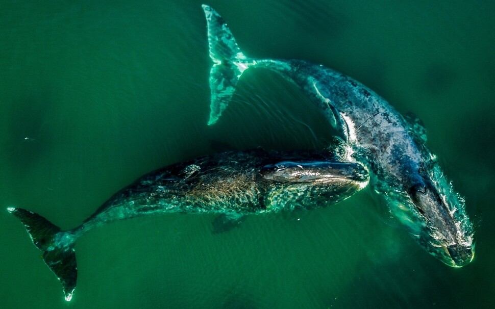 러시아 샨타르제도 국립공원 남쪽 경계에서 50㎞ 떨어진 브란겔랴만에서 8월8일 수염고래 한 쌍이 헤엄치고 있다. ‘그린란드 고래’라고도 알려진 75~100t 무게의 수염고래는 개체 수가 1만 마리에 불과하다.