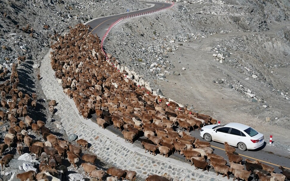 중국 신장웨이우얼(위구르) 자치구 알타이현 콕토카이광산 갱도 주변에서 9월19일 양 떼가 도로를 가득 메우고 있다.