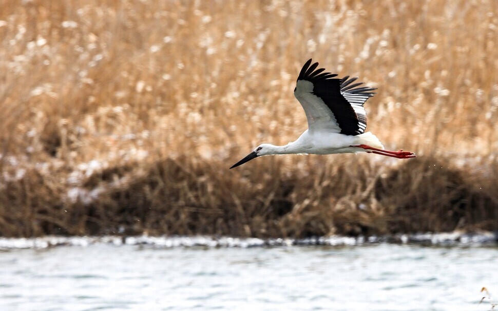 White oriental storks hunt for prey in Cheonsu Bay in South Chungcheong Province on Feb. 23. White oriental storks are designated as Natural Monument No. 199 in South Korea. (provided by the Seosan city government)