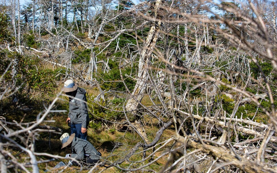 연구팀은 조사 지역에서 나무의 생육 상태를 파악하고 주변 환경과 어린나무(치수) 현황, 토양 채취 분석 등을 통해 고산 침엽수 고사 원인을 찾는다.