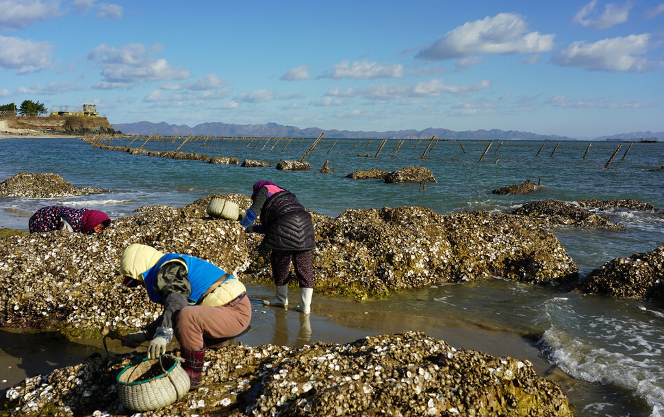 Residents of Jinchon Village collect oysters along its shores on Nov. 14.