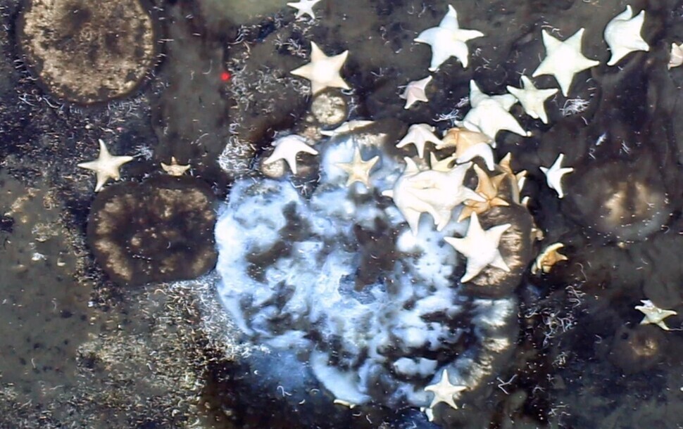 Starfish gather to feed on the decomposing sea sponges. (courtesy of the Alfred Wegener Institute for Polar and Marine Research)