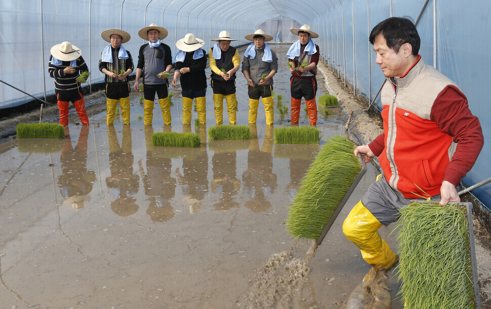 In this picture from 2015, residents of a village in Icheon, in Gyeonggi Province, are seen planting rice seedlings in a greenhouse. The province has gained considerable attention for its plan to launch a trial program for rural basic income in the second half of 2021. (Lee Jong-keun/The Hankyoreh)