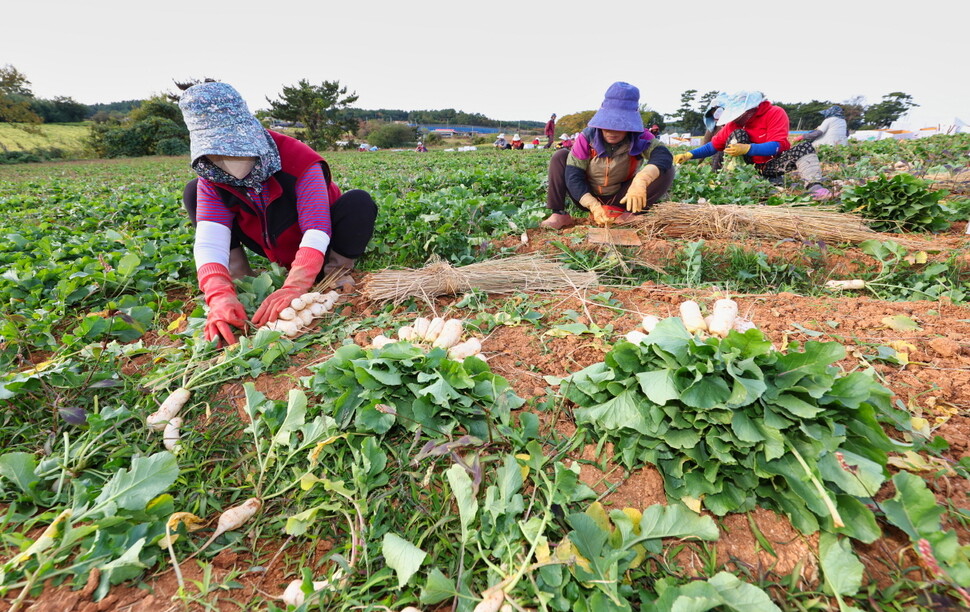 작물재배 연간 1천명 필요…충남-라오스 계절노동자 협약 체결 : 충청 : 전국 : 뉴스 : 한겨레