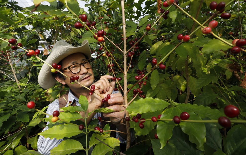커피농부가 잘 익은 열매를 골라 수확하고 있다.