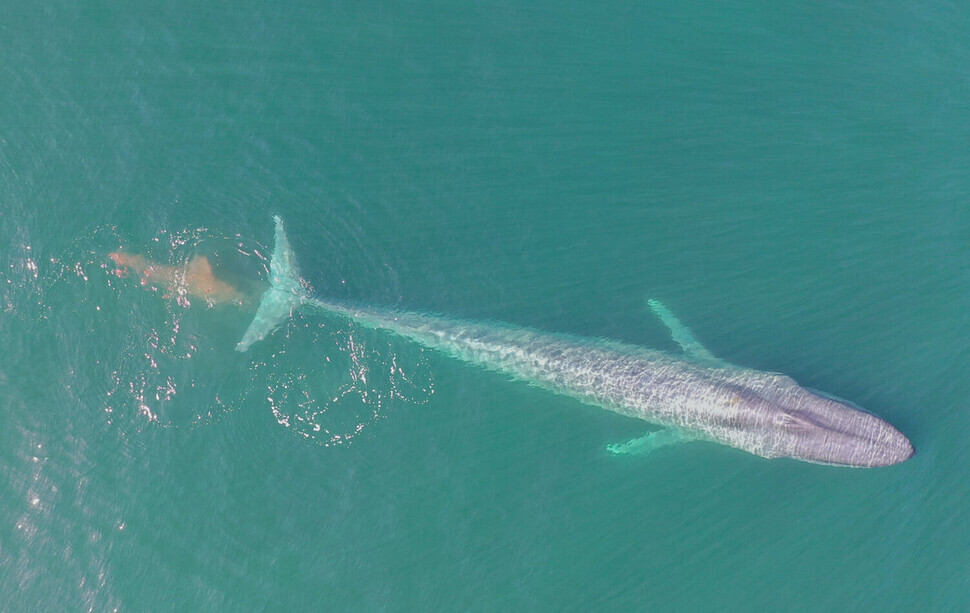 A blue whale can be seen releasing excrement. (provided by Elliott Hazen, NOAA)