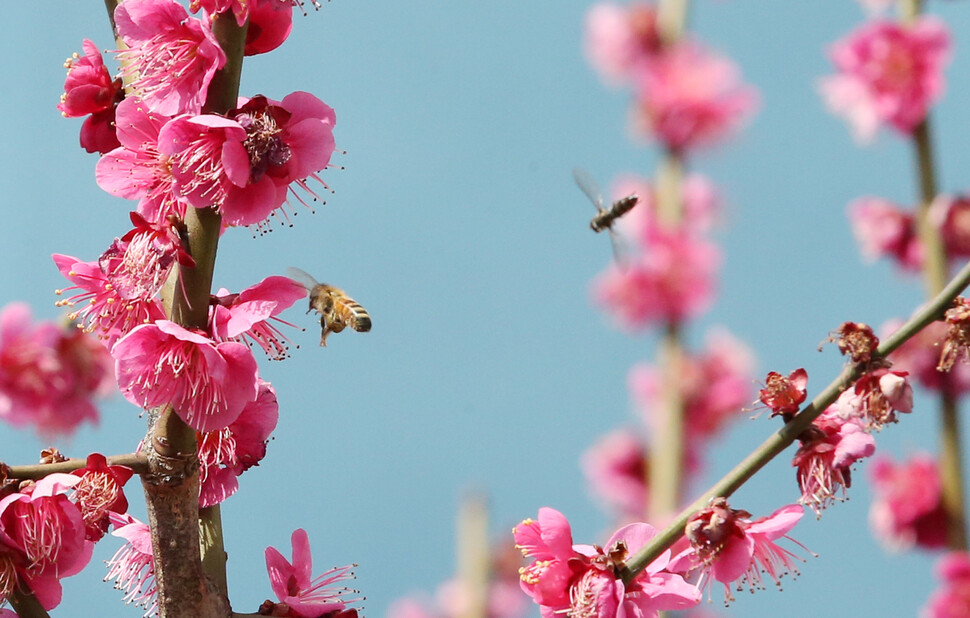 24일 낮 최고기온이 17.7도를 보인 경북 포항에서 활짝 핀 홍매화나무 꽃 사이로 벌이 날아다니고 있다. 연합뉴스