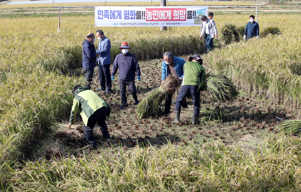 농민들이 21일 오후 전남 영광군 통일쌀 경작지에서 볏단을 옮기고 있다. 영광/박종식 기자