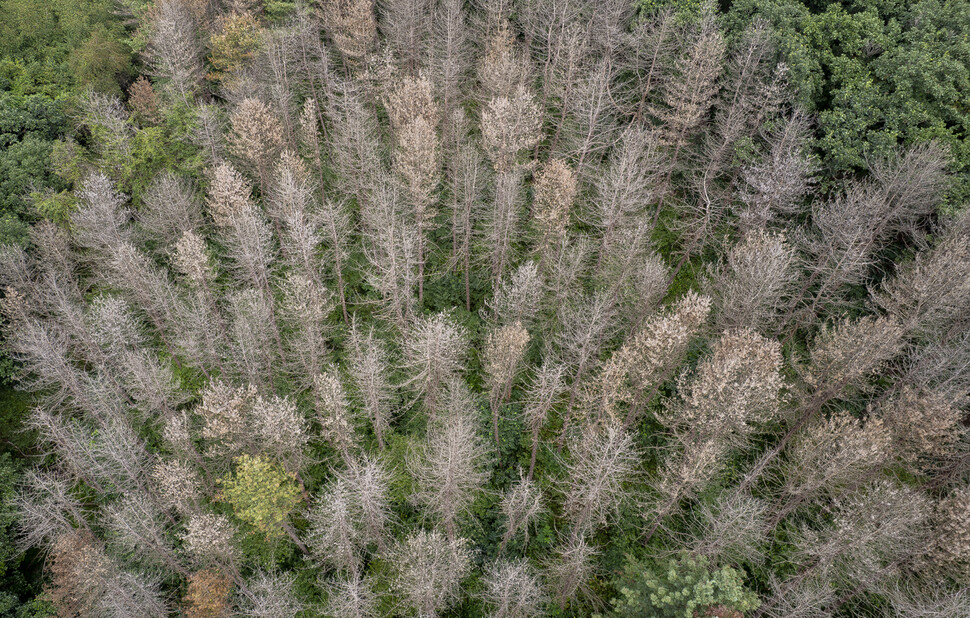 소나무재선충병에 걸린 나무는 잎이 갈색으로 말라가다가 2~3년 뒤에는 앙상한 백골처럼 변한다.