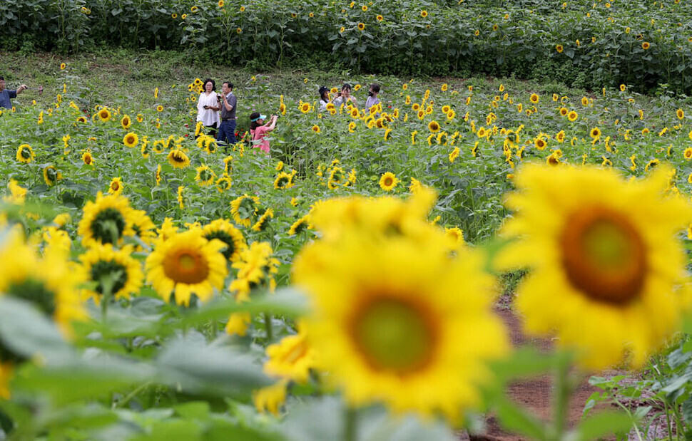 People walk through fields of sunflowers at the Taebaek Sunflower Festival in Guwau Village, Gangwon Province, on July 24. (Kim Jung-hyo/The Hankyoreh)