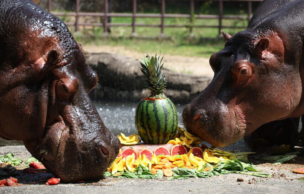 Hippos at Seoul Grand Park in Gwacheon, Gyeonggi Province, enjoy a fruit “cake” on a hot summer day. (Kang Chang-kwang/The Hankyoreh)