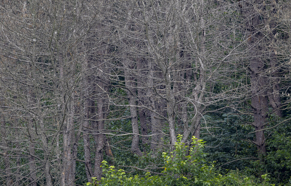 마치 유령의 숲처럼, 잿빛으로 변한 나무들이 빼곡히 서 있다.