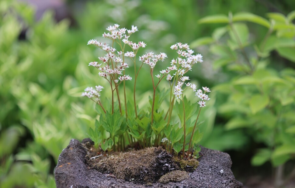 돌단풍. 돌에 붙어살면서 단풍잎을 닮은 한반도 자생식물. 야생의 식물이 지닌 장점을 정원에서 인위적으로 유지하기란 쉽지 않지만 돌단풍은 자연에서의 아름다운 모습 그대로 사람이 가꾸는 정원에 절묘하게 정착했다. 허태임