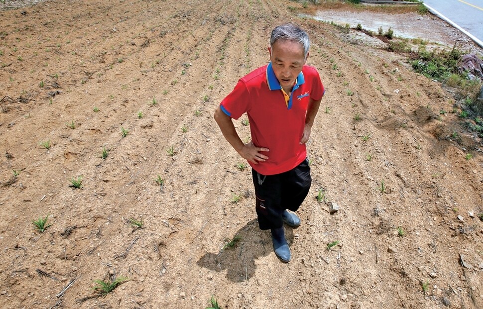 강원도 인제군 남면 관대리의 이장 심영근씨가 자라지 못한 채 말라가는 어린 옥수수를 보며 망연해하고 있다.