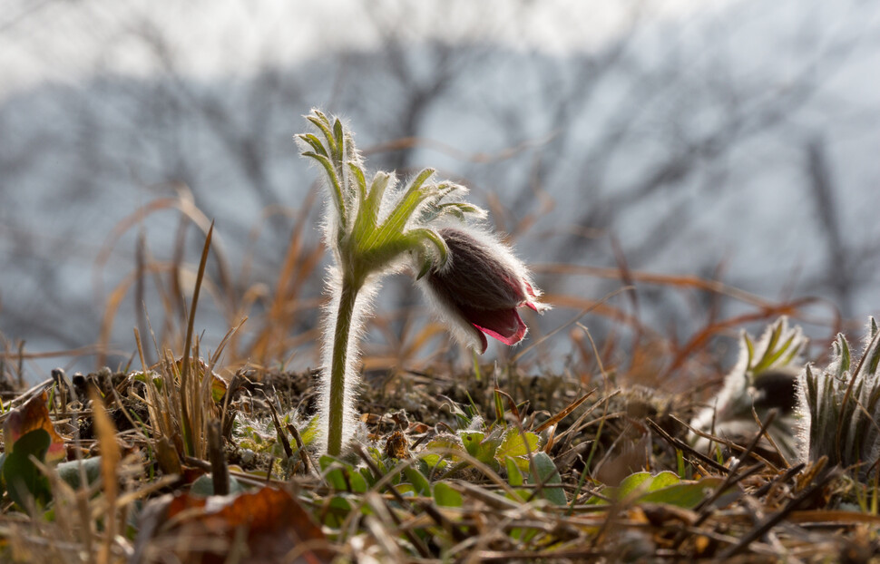Paskflower is a plant that adapts well to dry burial habitats.  Reporter Jinzu Kim
