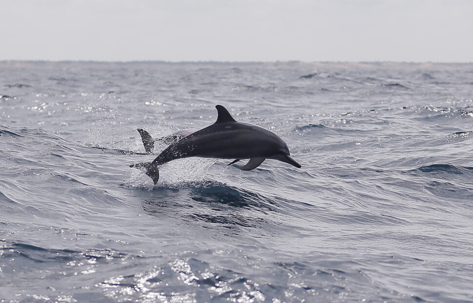 매미는 옆구리 진동막으로, 돌고래는 초음파 신호로 의사소통한다. REUTERS