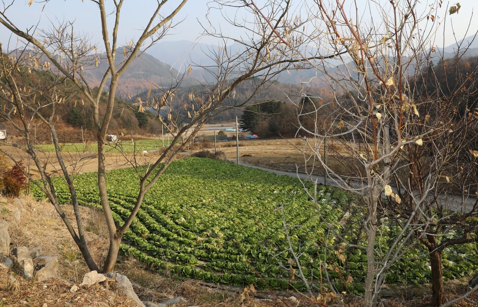 해발 700m인 평창은 가을 일조량이 풍부하고 기온이 적당한데다 가을장마 피해도 작아 배추 재배에 적합하다. 평창 배추는 병충해가 적어 싱싱하고 단단하며 영양이 풍부하다. 낮은 기온에서 자라 배추 크기가 다른 지역 배추보다 작은 편이다.