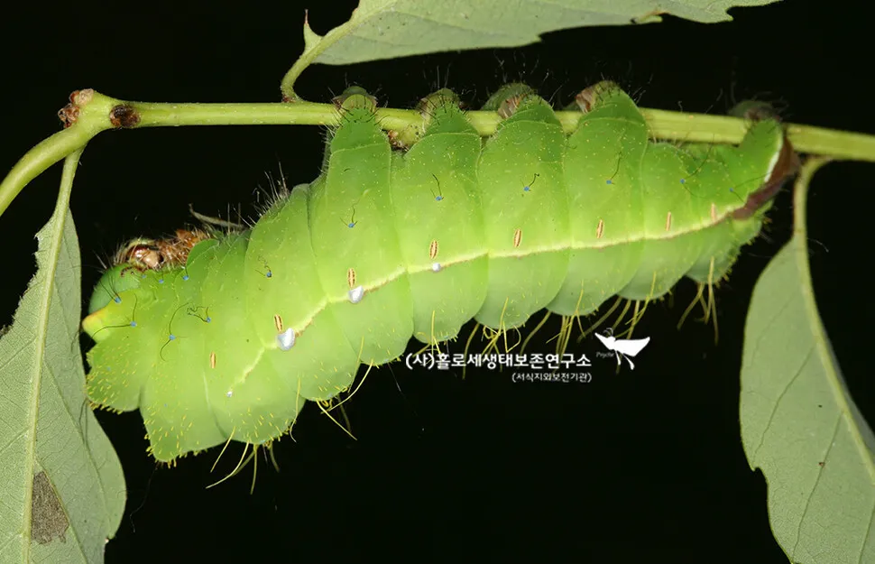 애벌레의 기발한 생존 전략 나는 뱀이다