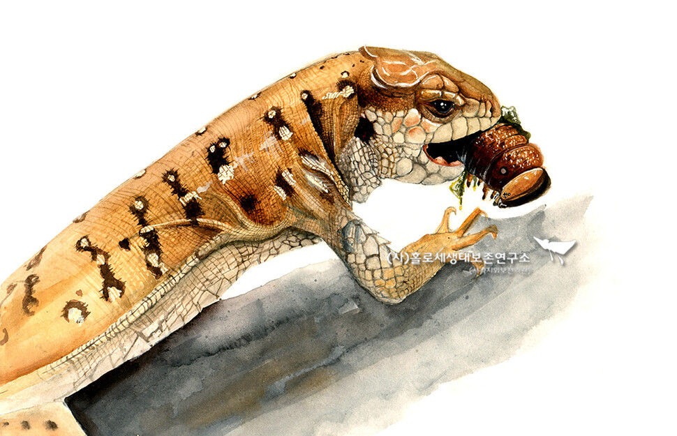 표범장지뱀의 단골 메뉴는 애벌레다.