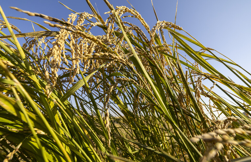 11월 3일 오후 충남 예산 들녁에 마지막 가을걷이가 한창이다. 예산/김진수 선임기자 jsk@hani.co.kr