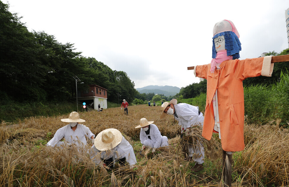 Staff from the Seocho District Office harvest organically grown Korean barley at a lot by Yangjae Stream on Tuesday. (Lee Jong-keun/The Hankyoreh)