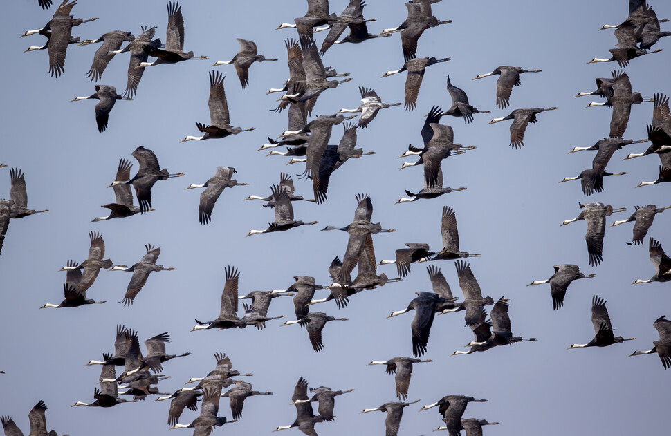 천연기념물 제228호이자 세계자연보전연맹(IUCN) 적색목록에 취약종으로 분류돼 국제적으로 보호받는 흑두루미 무리가 충남 서산 천수만 하늘을 날고 있다.