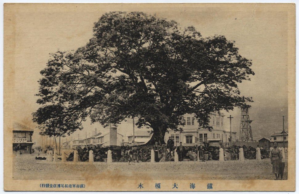 일제강점기에 발행된 1200살 진해 팽나무 엽서. 마쓰오박신당 발행·박정기 제공
