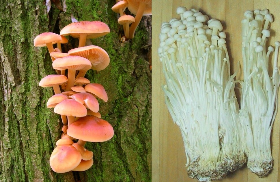 실험에 쓰인 팽이버섯(팽나무버섯). 왼쪽은 야생의 모습이고 오른쪽은 어두운 곳에서 배양한 식용 팽이버섯이다. 위키미디어 코먼스 제공