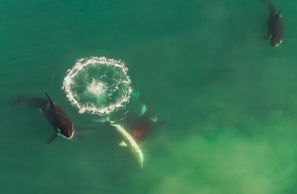 범고래 무리가 백상아리를 무리 지어 사냥하는 모습을 드론으로 촬영했다. 크리스티안 스톱포스 제공.