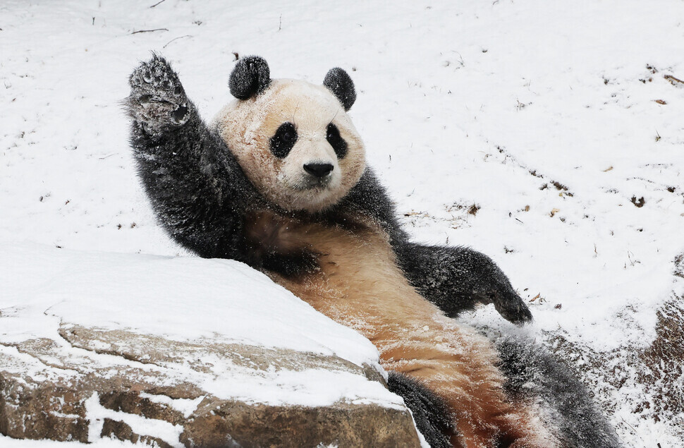 Fu Bao rolls around in the snow in her enclosure in Everland Theme Park’s panda enclosure in Yongin, Gyeonggi Province, on Dec. 20. (Yonhap)