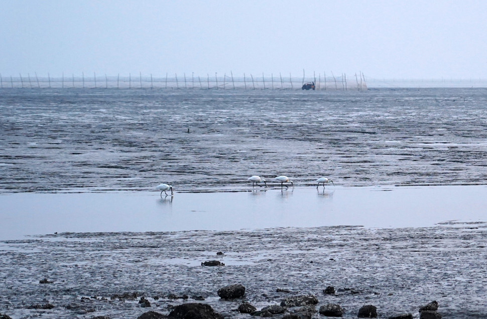 Black-faced spoonbills, an endangered species, feed in a mudflat on Ganghwa Island, Incheon.