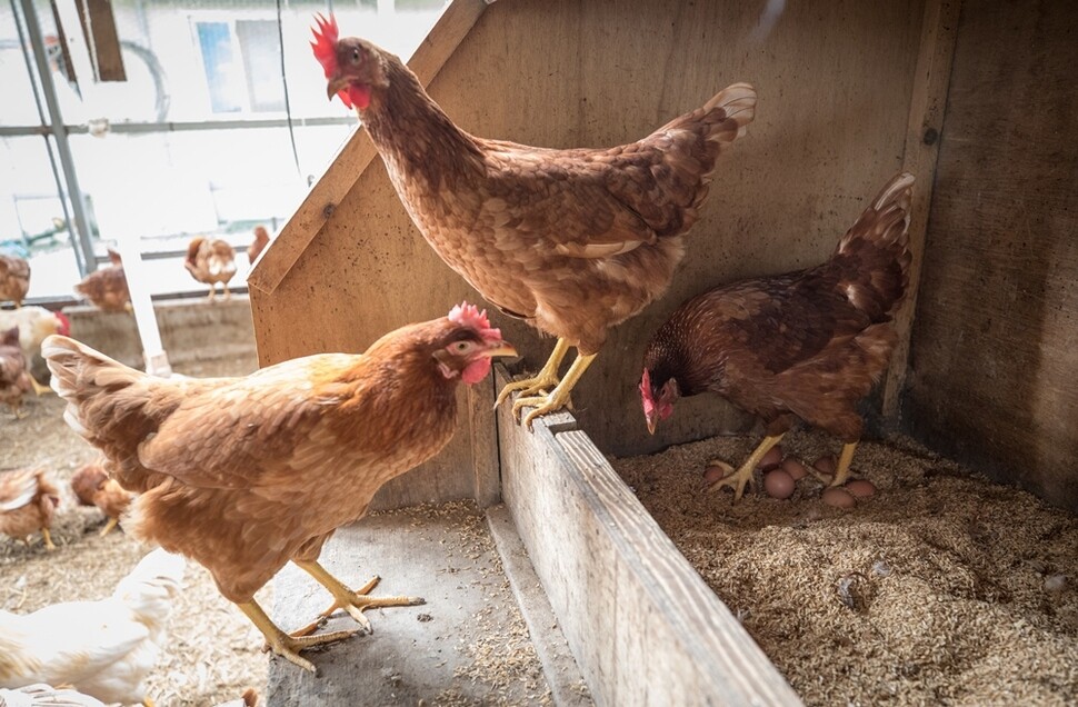 한살림에 ‘안심대안사료 유정란’으로 달걀을 납품하는 경북 상주 박태호씨 농장의 산란닭들. 깃털에 윤기가 흐른다.