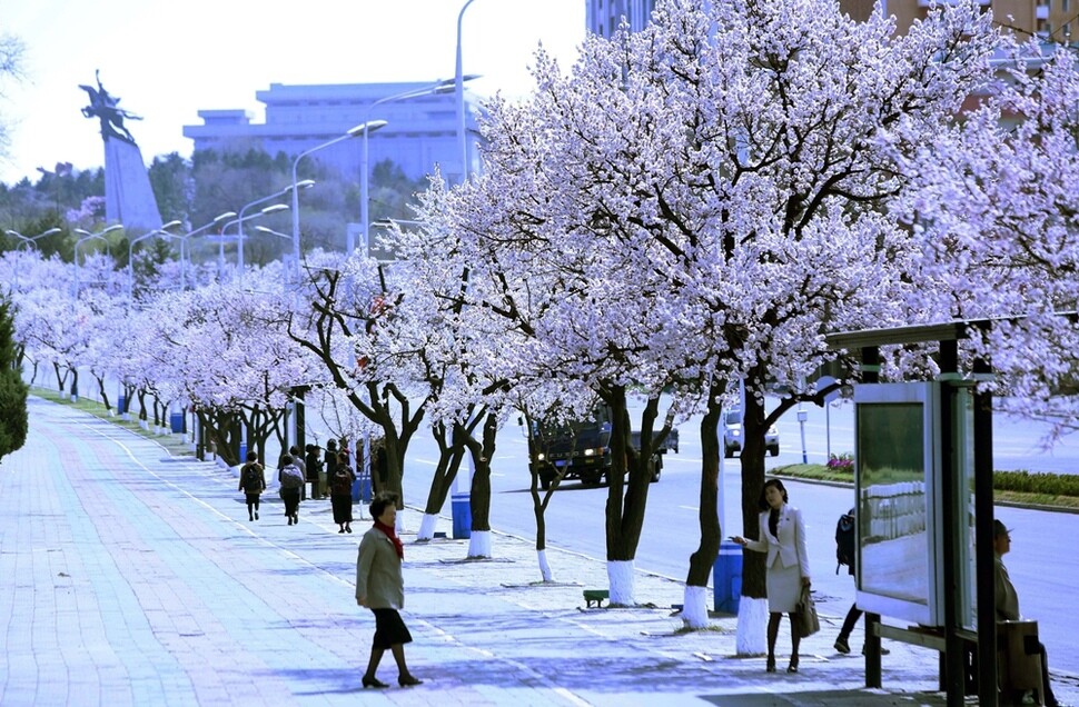 살구나무 가로수가 꽃망울을 활짝 터뜨린 평양시 모란 봉구역 칠성문거리에서 12일 오후 시민들이 버스를 기다리고 있다.