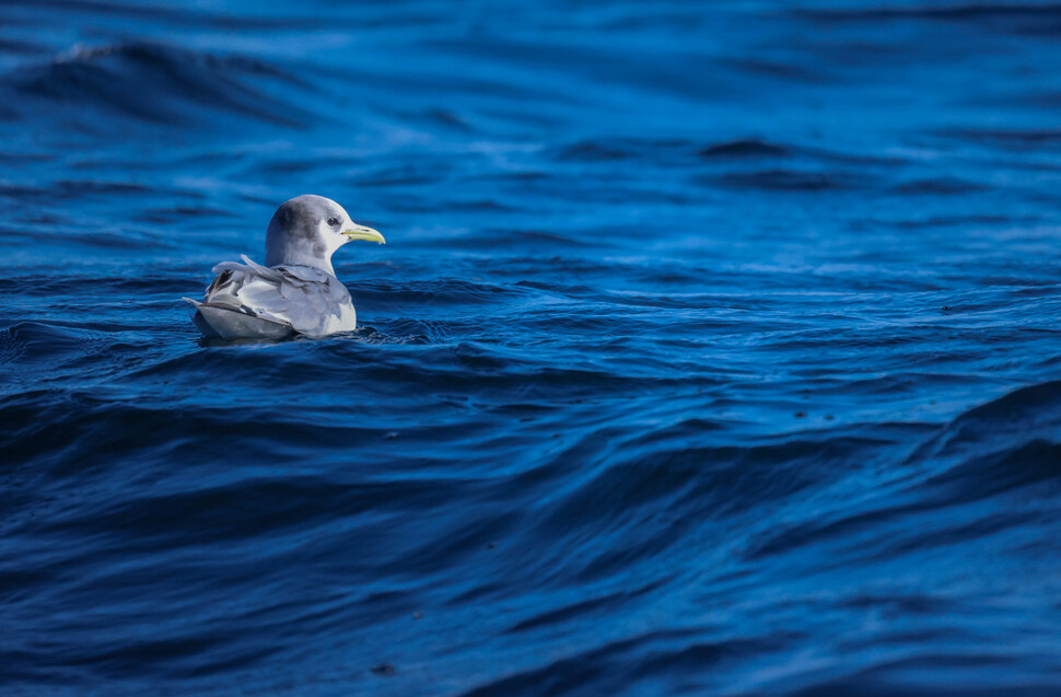 세가락갈매기가 동해의 거친 파도에 아랑곳하지 않고 물 위에 앉아 있다. 청회색 몸에 뒷머리에 검은 무늬가 있는 이 새는 뒷발가락이 퇴화해 없어지거나 아주 작은 돌기처럼 흔적만 남아 있다.