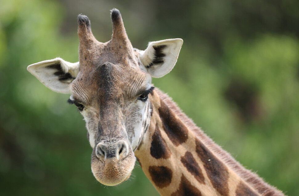 A giraffe is making eye contact with the cry of the children who came to watch the group.  Reporter Park Jong-shik