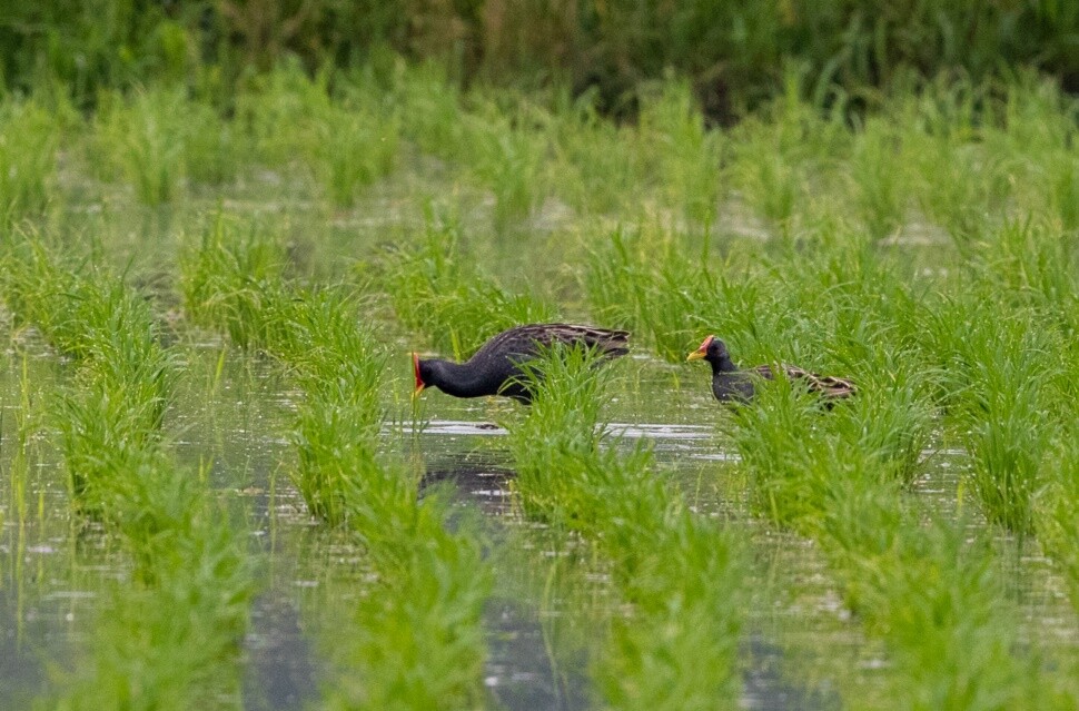 두 마리 수컷은 같은 논에서 잠시 함께 머물지만, 곧 영역 싸움을 벌여 이긴 수컷만 남아 암컷을 기다린다.