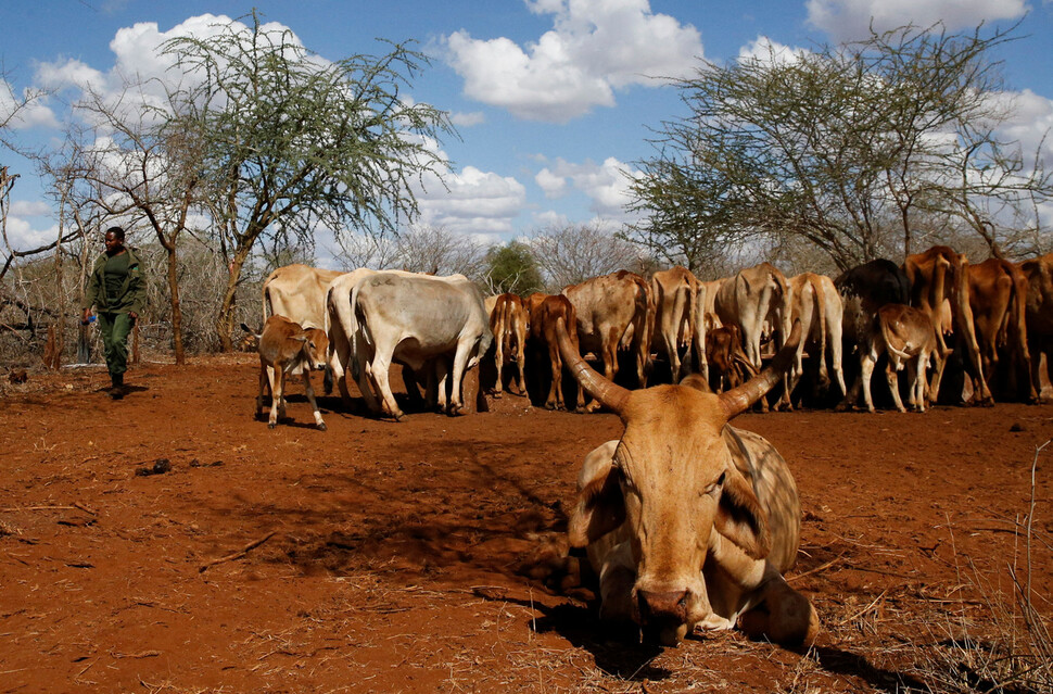 올여름 아프리카에 닥친 극심한 가뭄으로 사료를 제대로 먹지 못한 소들이 11월8일 케냐의 한 마을 우물가에서 물을 마시고 있다. 케냐/로이터 연합뉴스