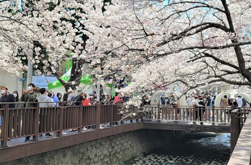 People crowd around Yeojwa Stream in Changwon, South Gyeongsang Province, on April 1 to see the cherry blossoms. (provided by Changwon City)