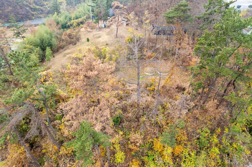 경남 하동군 금성면의 솔숲 소나무들이 재선충병 피해로 말라 죽어 있다.
