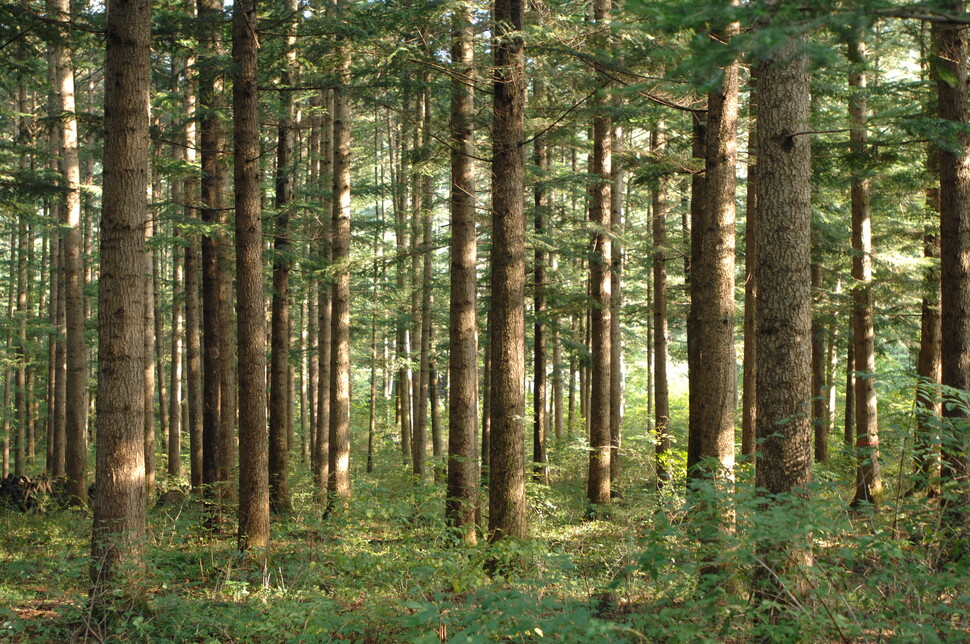 한국에서 제대로 된 숲을 보려면 앞으로 30~50년을 더 기다려야 한다. 경기도 포천시 국립수목원의 전나무숲. 산림청 제공