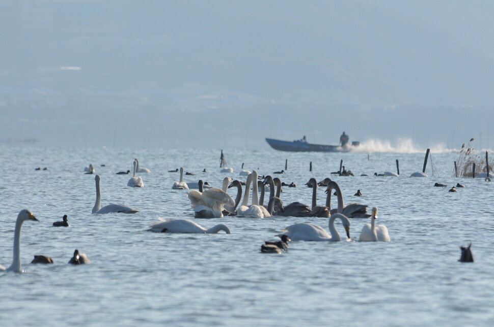 낙동강 하구의 고니떼. 박중록 제공