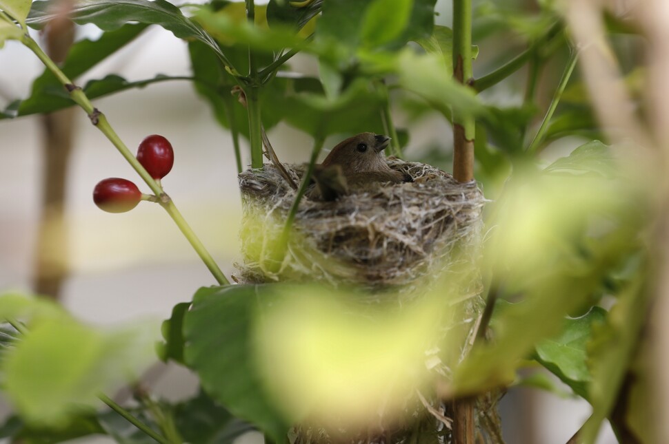 커피나무에 둥지를 튼 붉은머리오목눈이가 부화한 지 이틀 된 새끼들을 품고 있다. 왼쪽에 커피열매가 익어가고 있다.