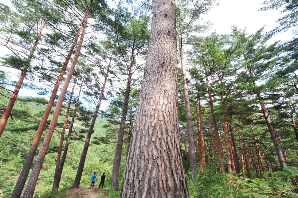 한국 산숲의 나무들도 오래 키우면 고급 목재가 된다. 옛 건축물 복원에 사용하는 최고급 목재를 키우는 경북 울진군 서면 소광리의 춘양목 숲. 산림청 제공