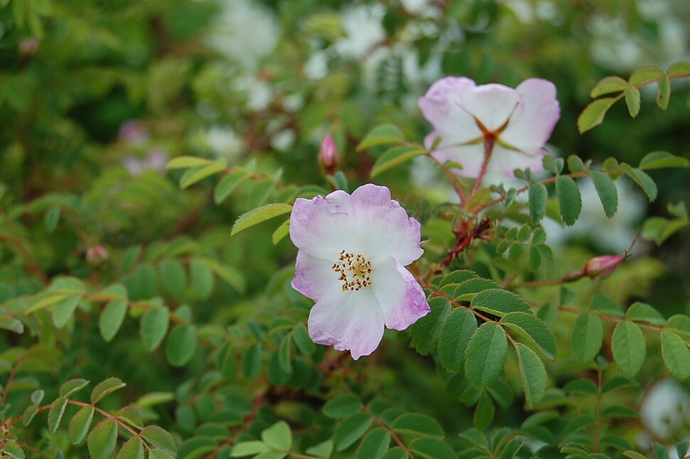 흰인가목. 강원도 설악산, 발왕산, 박지산 등 인적 드문 깊은 숲에 사는 희귀식물이다. 허태임