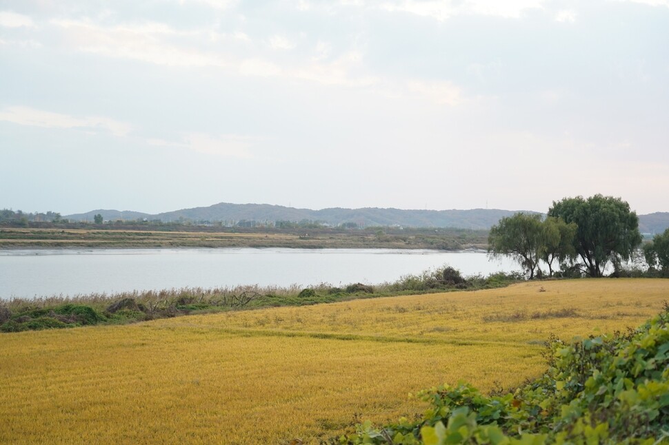 A rice paddy in Dongpa Village, Jindong Township, Paju, along the Imjin River within the Civilian Control Line (CCL) region.