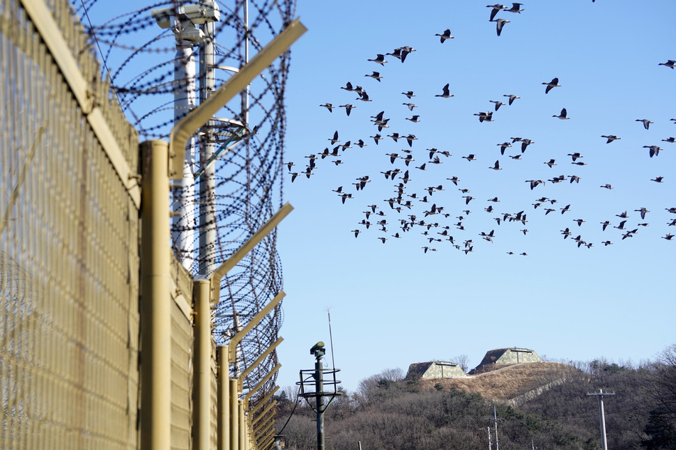 A flock of greater white-fronted goose flies over a barbed-wire fence the Han River estuary in Gimpo, Gyeonggi Province.