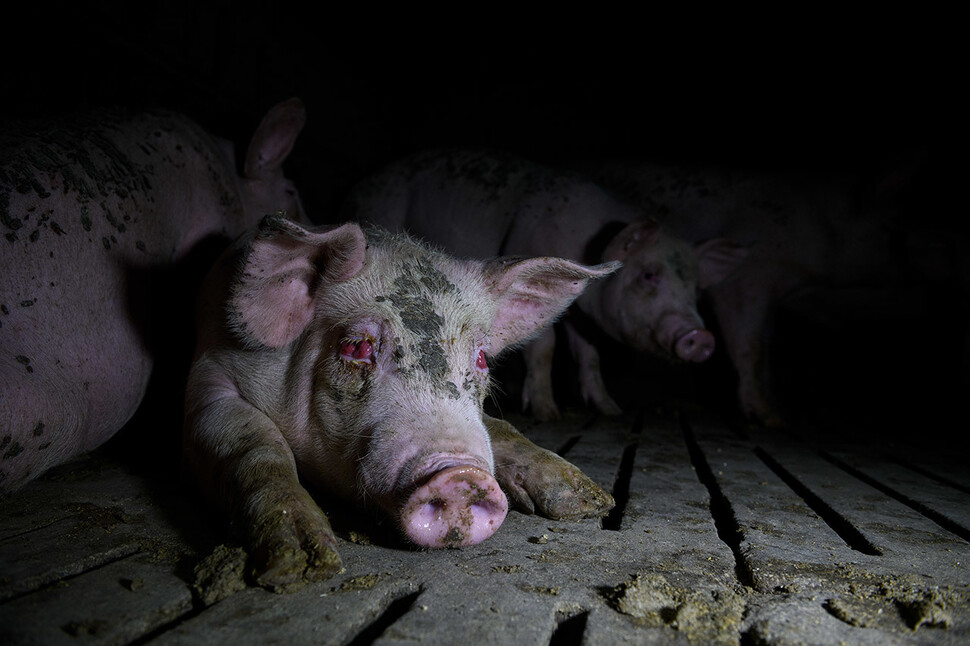 The pigs suffered from serious diseases such as eye diseases, tumors, dislocations and hernias caused by inflammation.  Courtesy of Tros los Muros