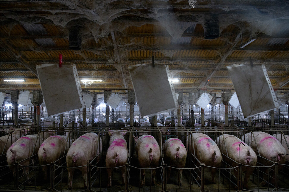 Pregnant pigs trapped in tight stalls that cannot be turned.  Courtesy of Tros los Muros