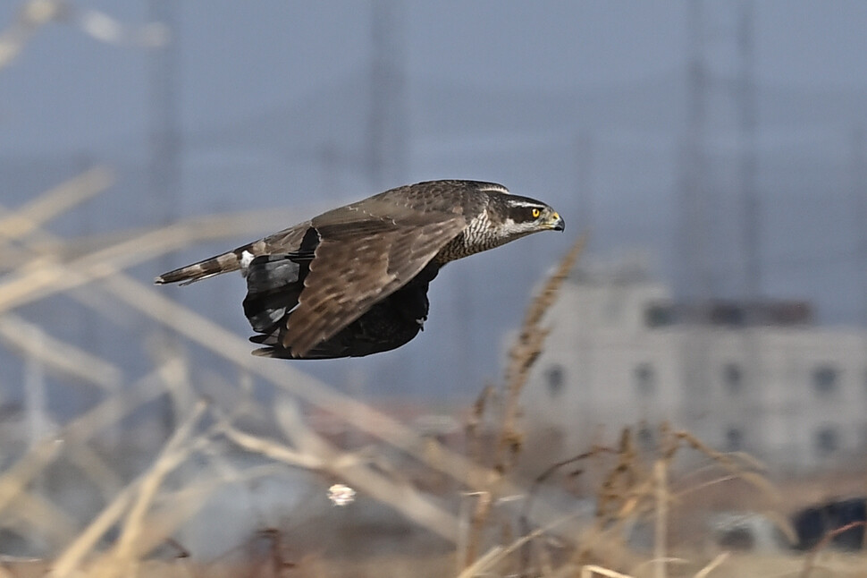 수풀 사이로 낮게 수평 비행하면서 사냥감 비둘기를 먹을 장소를 찾는다.