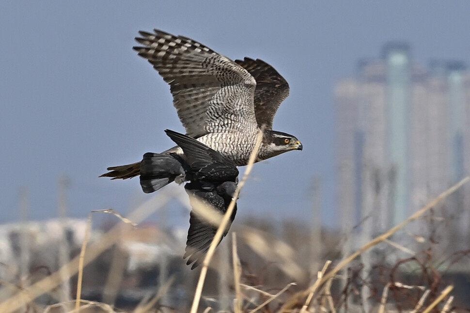 경기도 부천시 오정구 대장동 평야에서 고층아파트를 배경으로 참매가 사냥한 비둘기를 움켜쥐고 날고 있다.